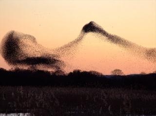 Anne Henderson - Starlings