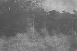 Charlotte Price - Contemporary Interpretations of Landscape 1