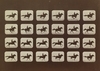 Eadweard Muybridge