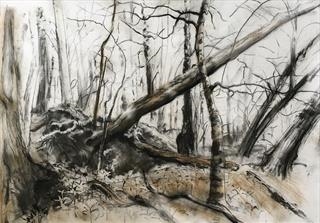 Fiona McIntyre - THE ARBOREALIST AT Fyne Court