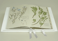 Jane Hyslop - Herbarium