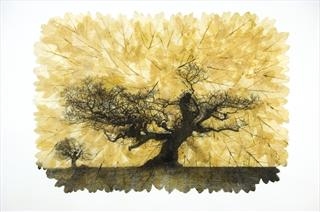 Janet French - Portraits of British Trees - Buckmaster-French