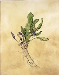 Kate Nessler - Botanical Work