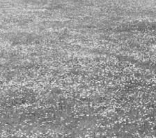Richard Long