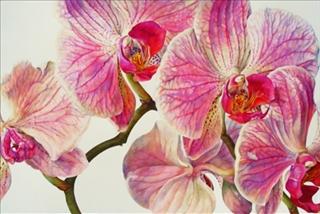 Rosie Sanders - Botanical Work