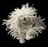 Tim Flach - Dogs Gods