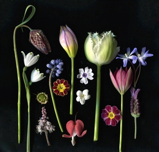 bronwen coe - Botanical Delights